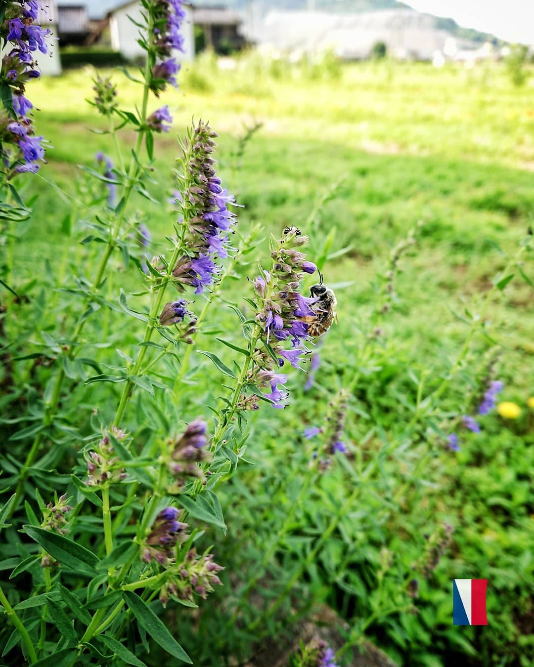 ヒソップとニホンミツバチ La Ferme Creer ヒソップとニホンミツバチ La Ferme Creer